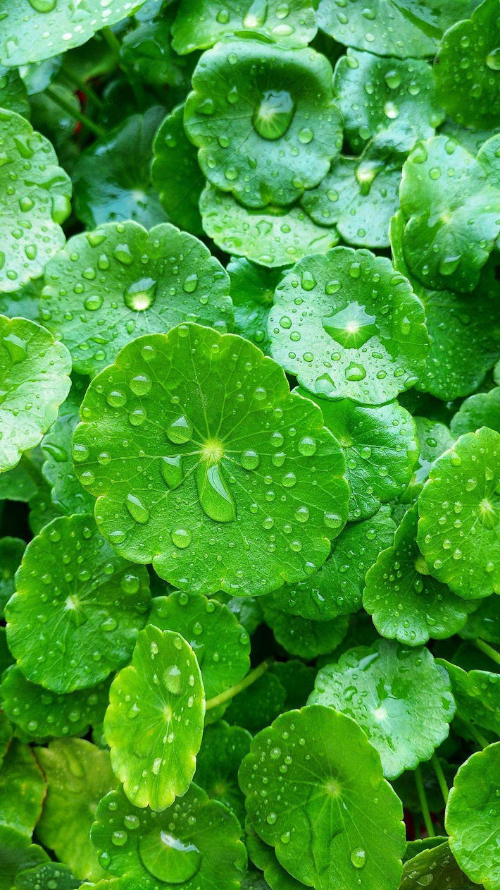 Centella Asiatica & Peptides